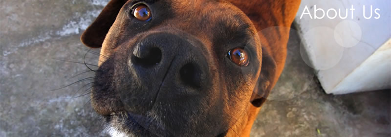 About Optimal Chiropractic for Animals