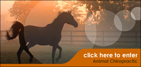 Animal Chiropractic